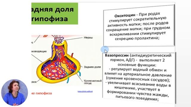 Биология, 11-й класс, Эндокринная система человека. Общая характеристика смотреть онлайн