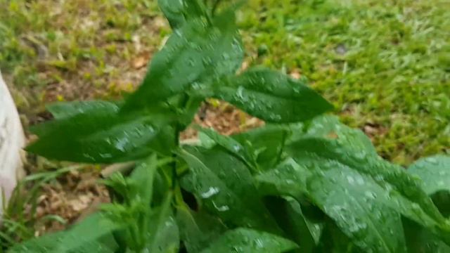 Margarida azul 💜🌼💙 #felicia_amelloides смотреть онлайн