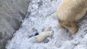 Белый медвежонок с мамой в новосибирском зоопарке