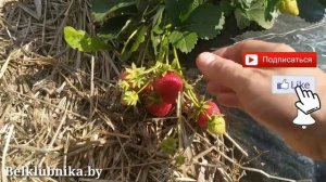 Сорт клубники Арабелла? НСД. Belklubnika.by.mp4