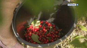 В Краснодарском крае стартовал сезон сбора черешни