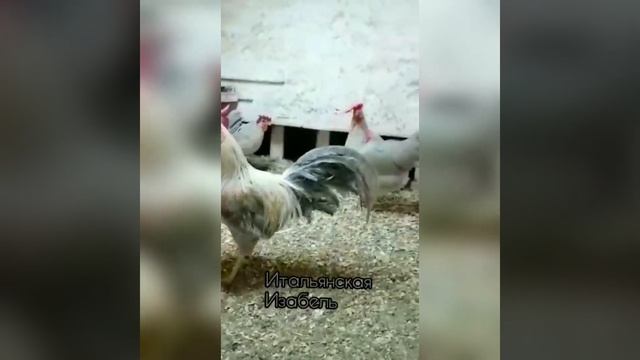 Курочки. Астрахань. #ИтальянскиеПалевые #Форверк #Котляревские и ещё несколько пород, смотри видео смотреть онлайн