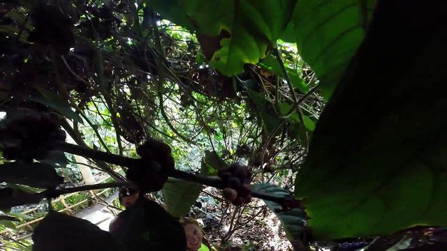 Бали ,первый раз!first time in Bali, surfing lessons смотреть онлайн