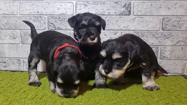 щенки цвергшнауцера ? фотосессия ?