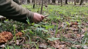 Собираем строчок гигантский в Подмосковье