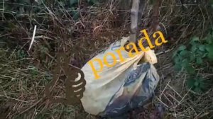 Когда лучше садить саженцы деревьев и кустов - осенью или весной