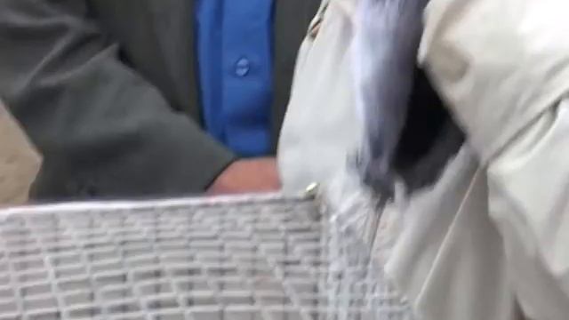 Afisha zverushki смотреть онлайн