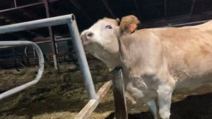 Модернизируем коровник