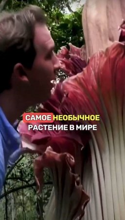 😱Девушкам ЗАПРЕЩАЛИ ДАЖЕ СМОТРЕТЬ на ЭТО растение