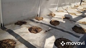 Парник для огурцов или огуречник.