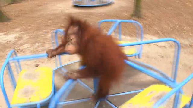 Любимый аттракцион орангутана Кузи в Фельдман Экопарк смотреть онлайн