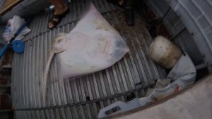 Поймали морскую лисицу