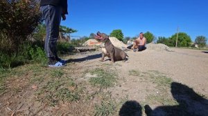 Вязка собак. Что делать если кобель неопытный?