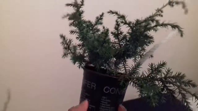 How to make a Bonsai - First Step смотреть онлайн