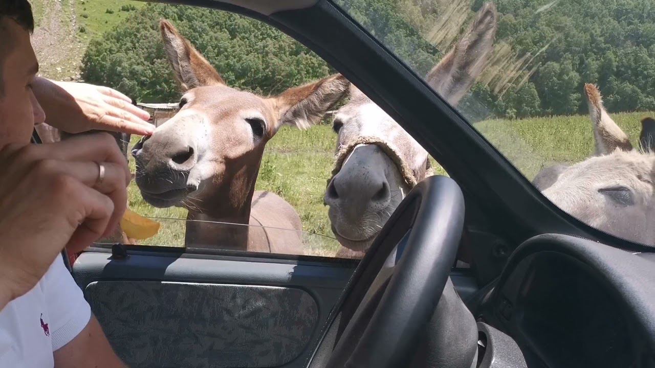 Куда поехать из Пятигорска? Джилы Су июнь 2021 смотреть онлайн