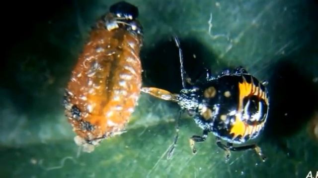 Подизус, Podisus maculiventris смотреть онлайн