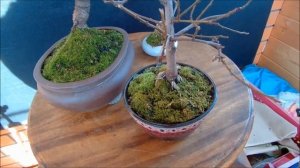 Бонсай Мох в бонсайнице  для чего 2021 год осень Moss in bonsai why 2021 is autumn