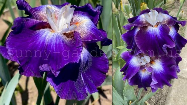 Обзор сорта высокого бородатого ириса CHAOS THEORY, B. Blyth’ 2015 смотреть онлайн