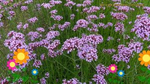 Вербена буэнос-айресская. Краткий обзор, описание характеристик, где купить verbena bonariensis