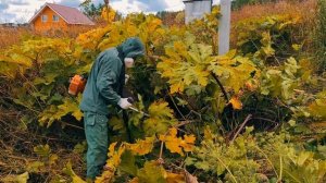 Уничтожение Борщевика