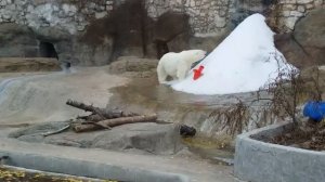 Московский зоопарк. Часть 1 (новая территория). Moscow zoo. Moskauer zoo. Zoo de Moscou. 动物园.