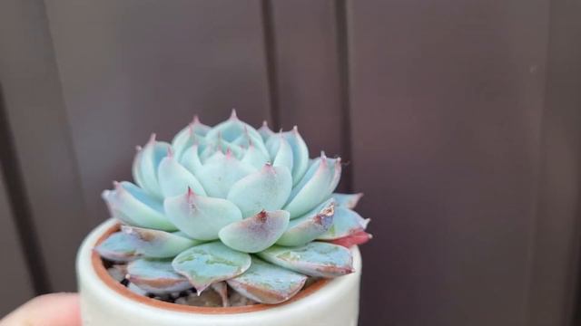 Echeveria Soulheart смотреть онлайн
