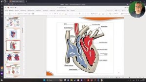 3D Анатомия для студентов. Сердце. Строение. Клапаны сердца. Перикард