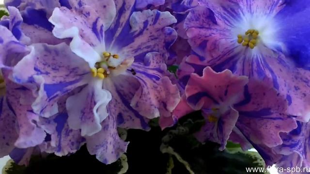 ЛЕ-Сюрприз Зимы фиалка с окраской фентази. Мои цветущие комнатные растения.