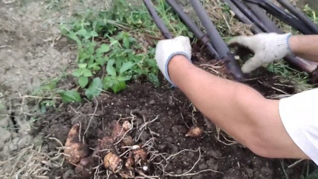 Колоказия, чайот, сахарный тростник, бананы и другие экзотические растения. Обзор растений в теплиц смотреть онлайн