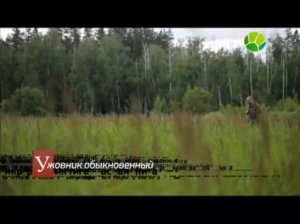 Красная книга. Ужовник обыкновенный