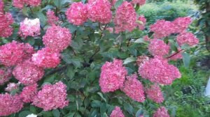 ГОРТЕНЗИЯ VANILLE FRAISE - МАЛИНОВО-БОРДОВАЯ РОСКОШЬ!