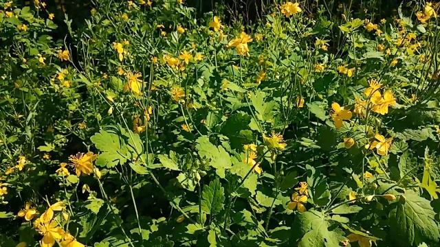 Чистотел, пыльценос. смотреть онлайн