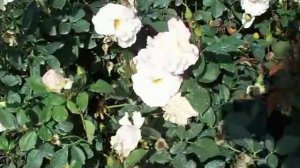 Rose Charles Aznavour