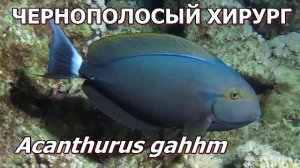 РЫБЫ-ХИРУРГИ - Опасные красавцы