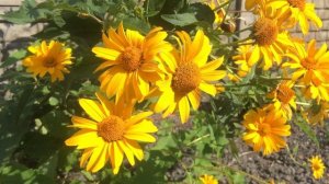 20 сентября в Луков день пекут пироги с луком. Народные традиции и обычаи