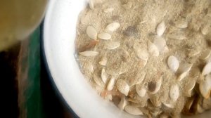 подготовка семян тыквы к посадке