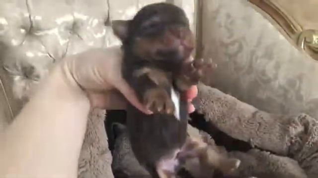 Шоколадные Йорки