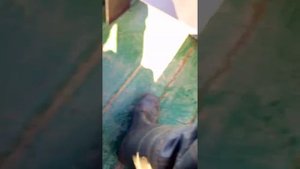 Гибрид Стрела 5 + Champion 6 л.с.