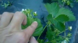 Тёмные пятна на листьях клубники.