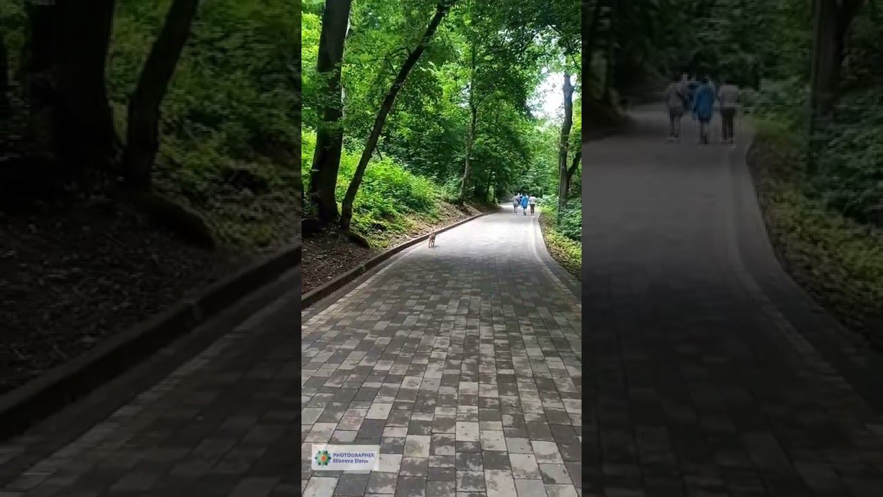 Лиса выбежала на тропинку. Железноводск. Теренкур.