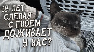 Спасение животных _ К нам приехала слепая старая кошка с гнойными зубами _ Что будем с ней делать_