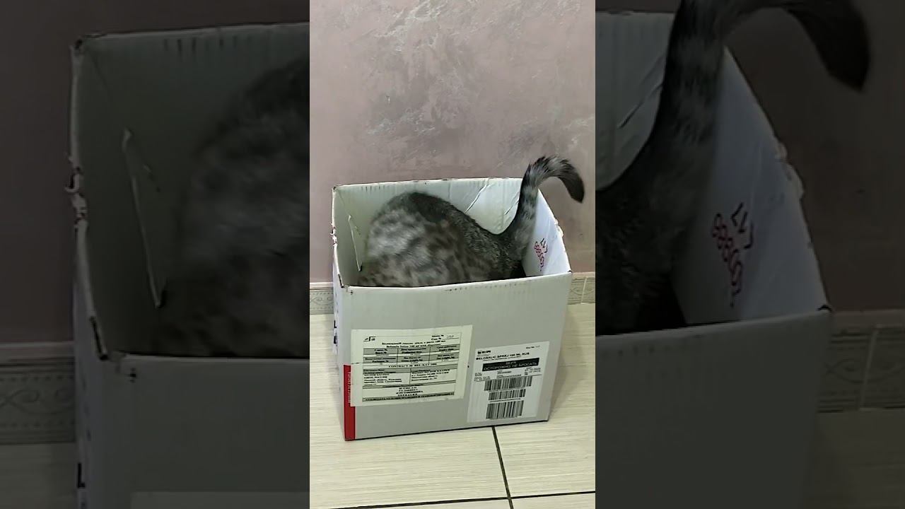 Кот и коробка Забавные животные Котик Бегемотик. #shorts смотреть онлайн