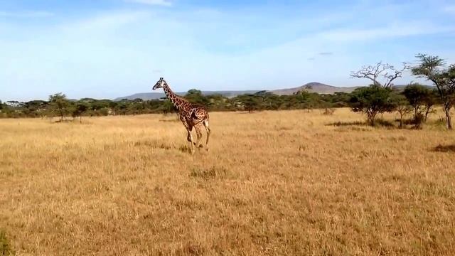 Прикольный жираф в Танзании