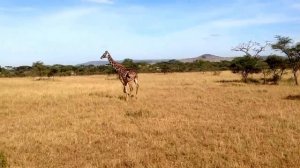 Прикольный жираф в Танзании