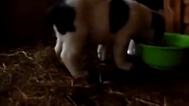 Сырлон и Сапсан 40 дни смотреть онлайн