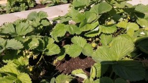 Клубника сорт Максим Гигантелла