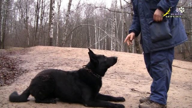Дрессировка собак, теория дрессировки, основы, общая схема (2-я редакция) смотреть онлайн