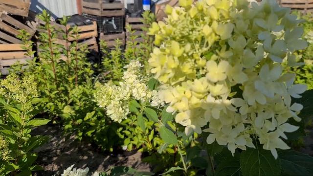 Дентель Де Горрон. Французское кружево для российских садов смотреть онлайн