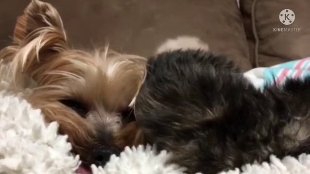 Два осиротевших котенка плакали, зовя маму… И “мама” пришла, но это была не кошка, а собака! смотреть онлайн