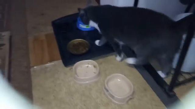 Уголек- гиперактивный котенок смотреть онлайн